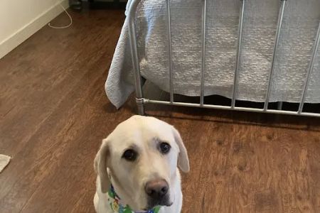 Danville Animal Clinic