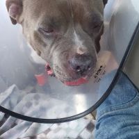 Heartland Veterinary Hospital ico