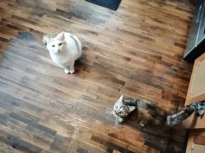 Happy Paws Spay/Neuter Clinic 12