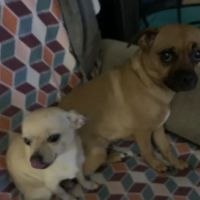 Happy Paws Spay/Neuter Clinic ico