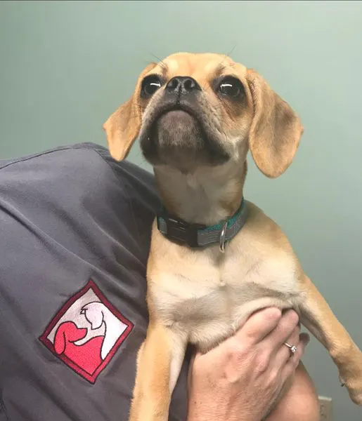 Animal Hospital of Danville 5