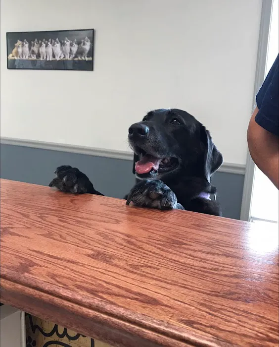 Animal Hospital of Danville 9
