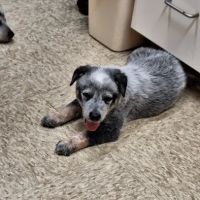 McCaw Veterinary Associates ico