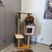 PetVet365 Pet Hospital & Dental Center Lexington/Brannon Crossing ico