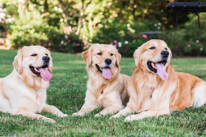 PetVet365 Pet Hospital & Dental Center Lexington/Brannon Crossing 12