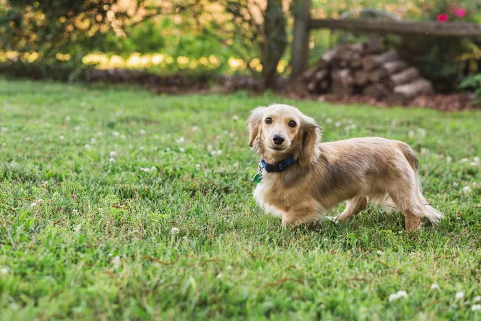PetVet365 Pet Hospital & Dental Center Lexington/Brannon Crossing 12