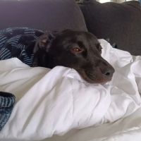 Focus Veterinary Care ico