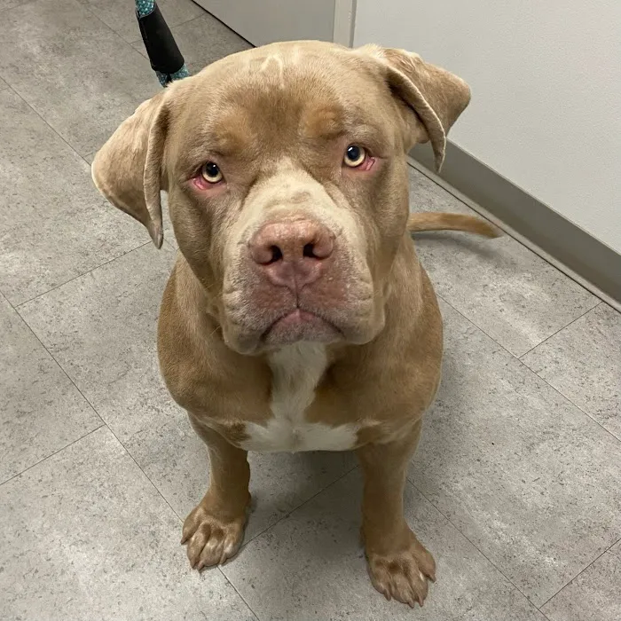 Tates Creek Animal Hospital 7