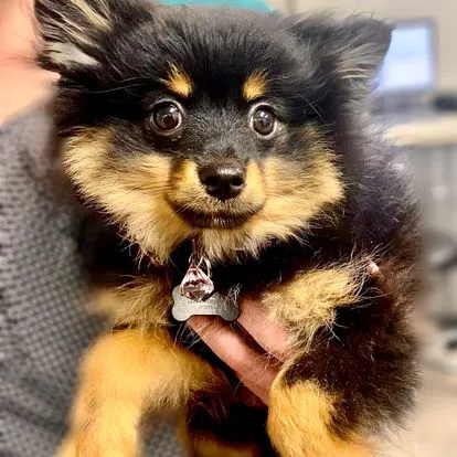 Tates Creek Animal Hospital 4