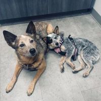 Tates Creek Animal Hospital ico