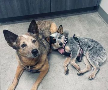 Tates Creek Animal Hospital