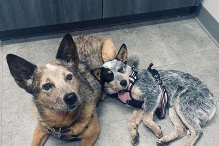 Tates Creek Animal Hospital