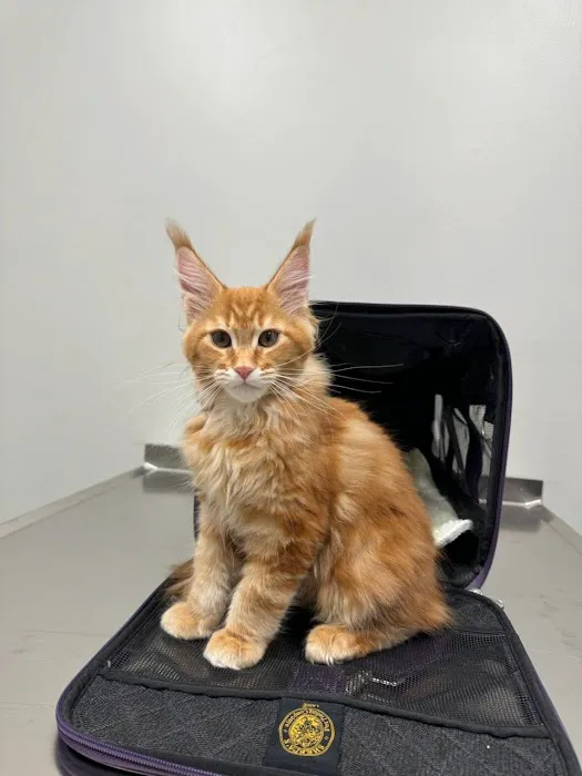 Tates Creek Animal Hospital 3