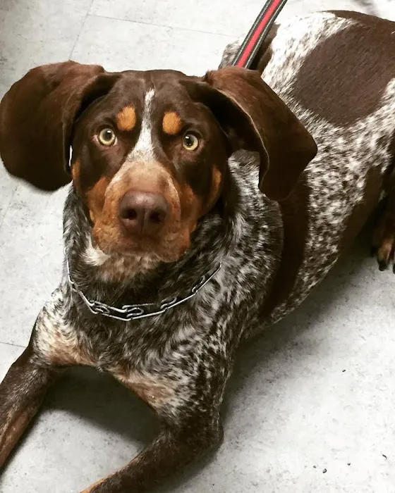 Tates Creek Animal Hospital 9