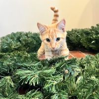 Fayette Veterinary Clinic ico