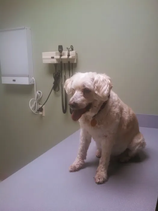 Regency Animal Hospital 12