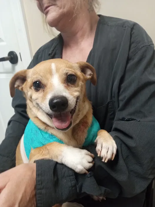 Animal Dermatology Clinic 12