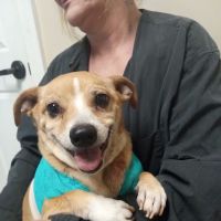 Animal Dermatology Clinic ico