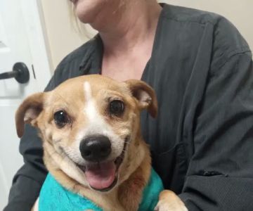 Animal Dermatology Clinic