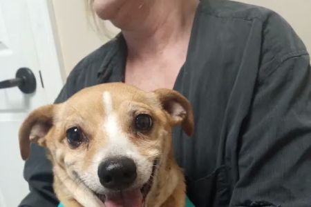 Animal Dermatology Clinic