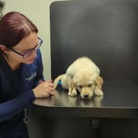 Gainesway Small Animal Clinic ico