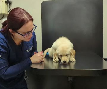 Gainesway Small Animal Clinic