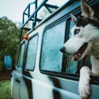 Hartland Park Animal Hospital ico