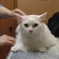 Rowan Veterinary Clinic ico