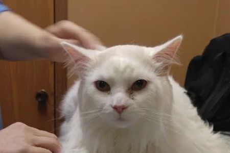 Rowan Veterinary Clinic