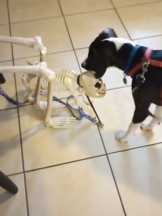 Companion Animal Hospital Inc. 9