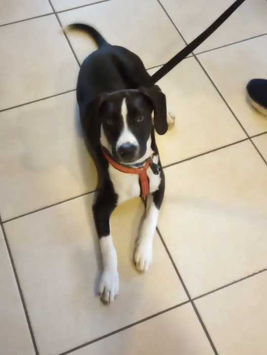 Companion Animal Hospital Inc. 6