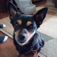 Tharp Animal Health Care Center ico