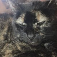 Chillicothe Animal Clinic ico