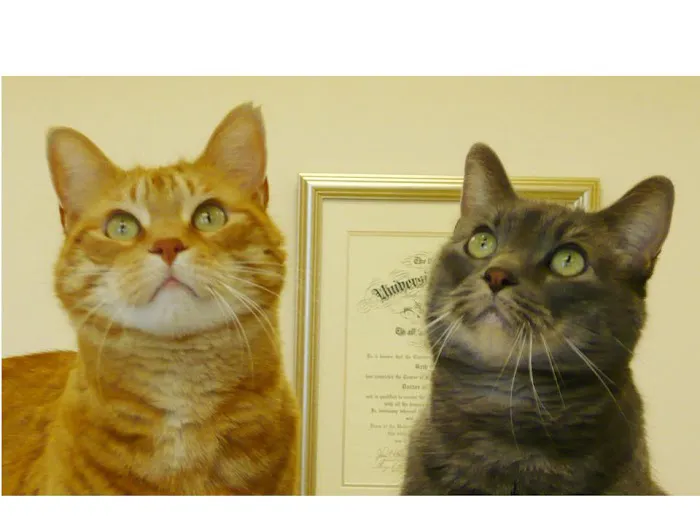 East Side Animal Hospital pc 4