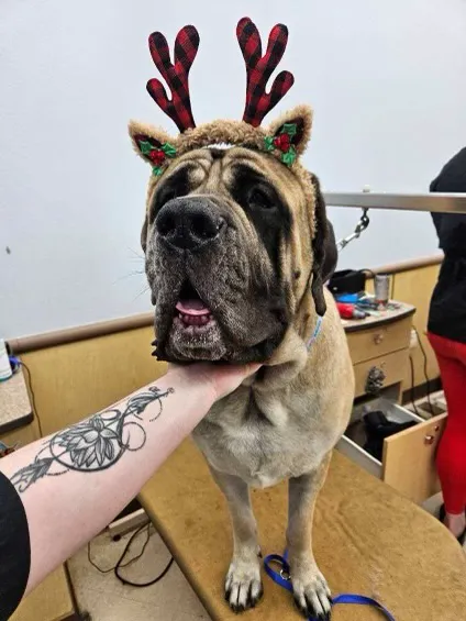 Astro Just Animals Vaccine Clinic 1