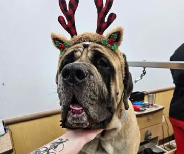 Astro Just Animals Vaccine Clinic