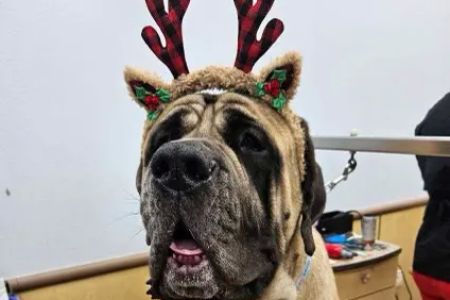 Astro Just Animals Vaccine Clinic