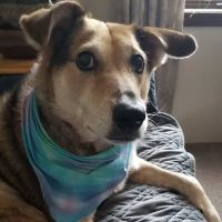 Lakeview Veterinary Clinic ico