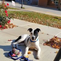 Tremont Veterinary Clinic ico