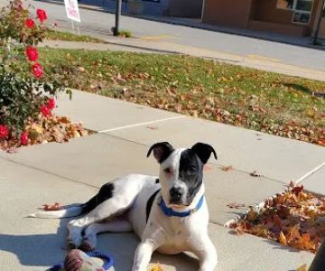Tremont Veterinary Clinic