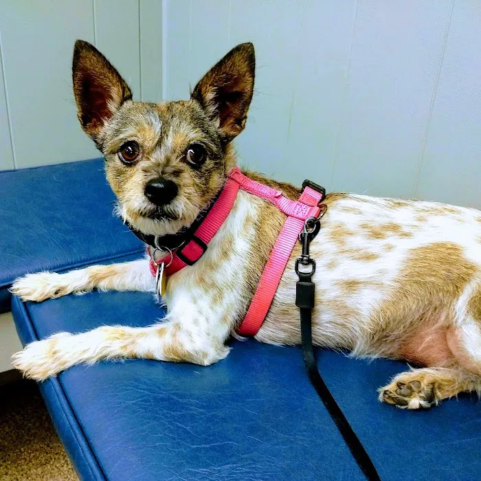 Prospect Animal Clinic 3