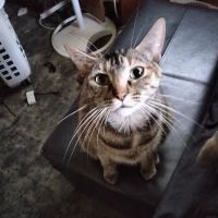 Demanes Animal Hospital ico