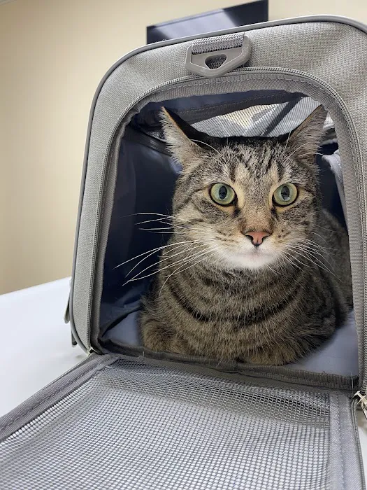 Demanes Animal Hospital 10