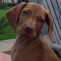 Mt. Hawley Animal Clinic ico