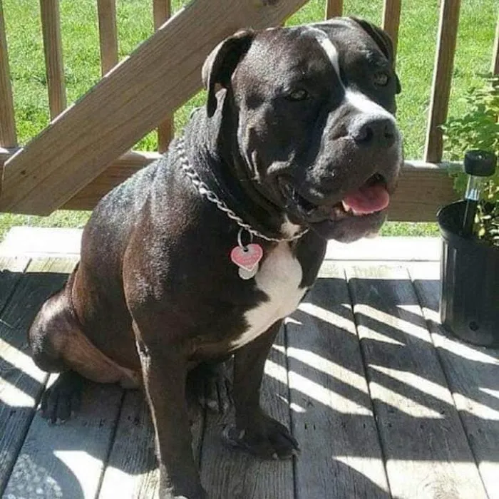 Rescued Heart Animal Hospital 5