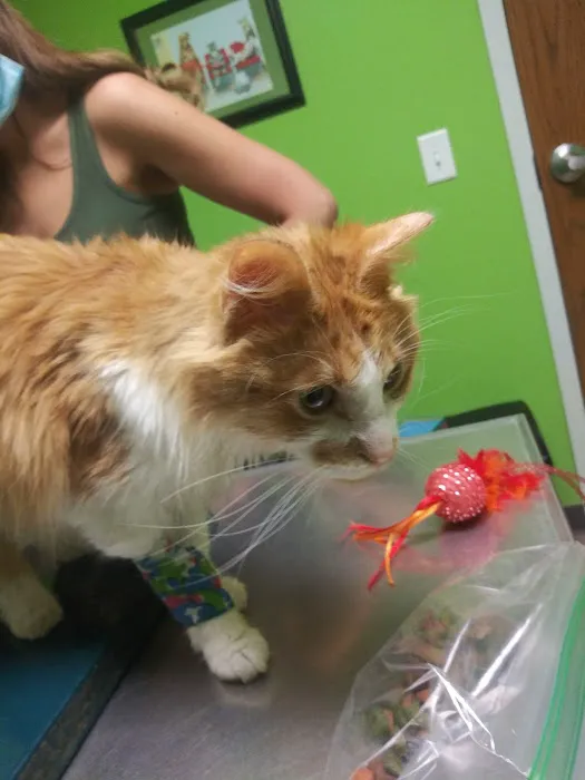 Rescued Heart Animal Hospital 1