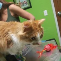 Rescued Heart Animal Hospital ico