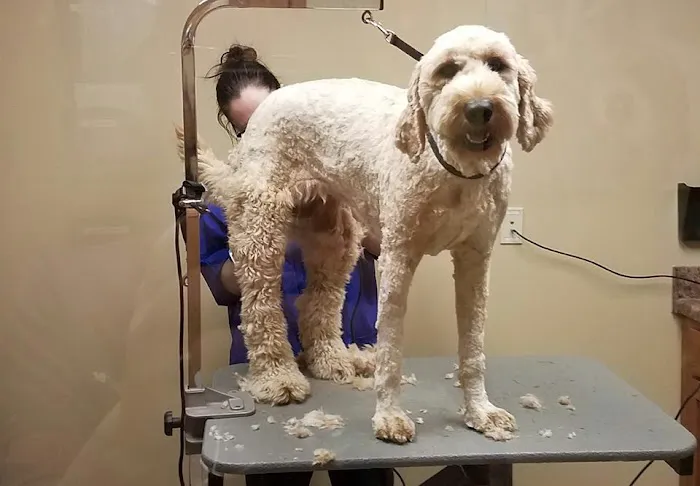 Lancaster Veterinary Clinic 12