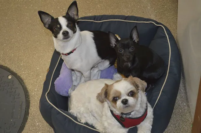 Lancaster Veterinary Clinic 12