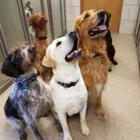 Lancaster Veterinary Clinic ico